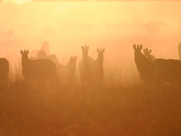 San Camp - wildlife at dusk